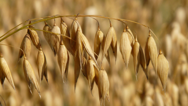 El cultivo de avena gana espacio en el escenario agrícola