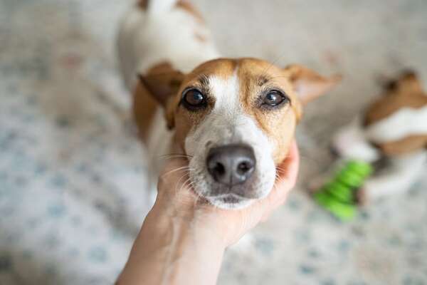 Neurociencia canina: ¿qué piensan realmente los perros cuando nos miran? - Mascotas - ABC Color