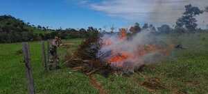 En dos días, Paraguay y Brasil destruyen 218 toneladas de marihuana - 1000 Noticias