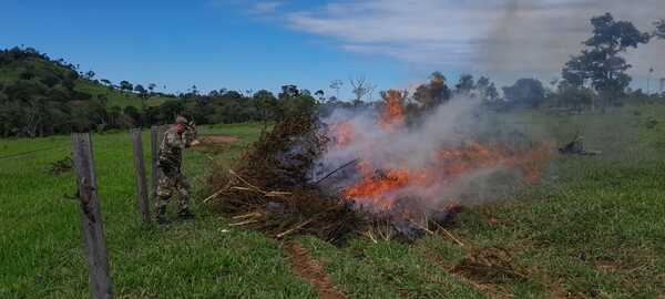En dos días, Paraguay y Brasil destruyen 218 toneladas de marihuana - 1000 Noticias