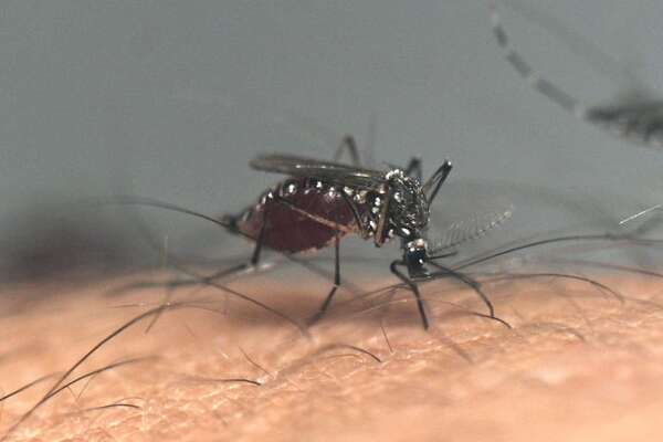 Semana Santa: recomiendan no viajar con síntomas de dengue - Nacionales - ABC Color