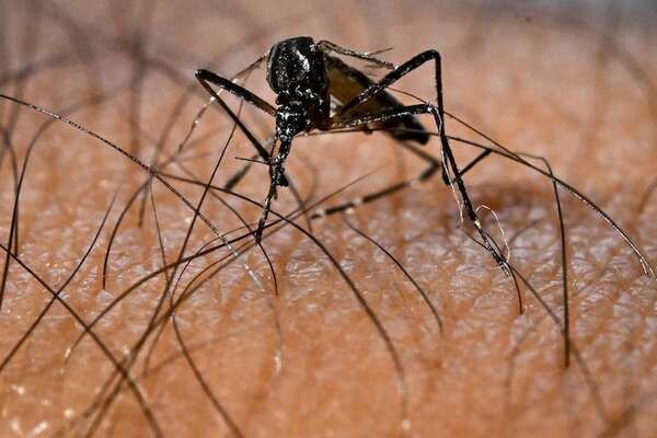 AUDIO: Semana Santa: recomiendan no viajar con síntomas de dengue - A La Gran 7-30 - ABC Color