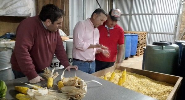 Más agricultores producirán semillas certificadas para autoconsumo