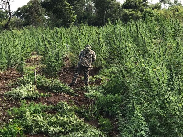 Más de 200 toneladas de marihuana destruidas en operación "Nueva Alianza 49" - .::Agencia IP::.