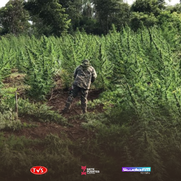 MÁS DE 200 TONELADAS DE MARIHUANA ELIMINADAS EN LA OPERACIÓN «NUEVA ALIANZA 49» - TVS