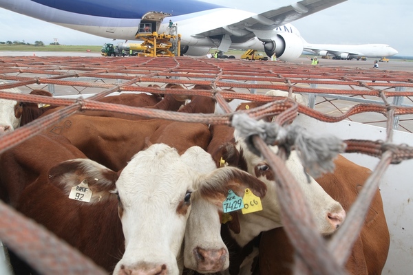 Avanzan en construcción de trazabilidad de animales durante proceso productivo - 1000 Noticias
