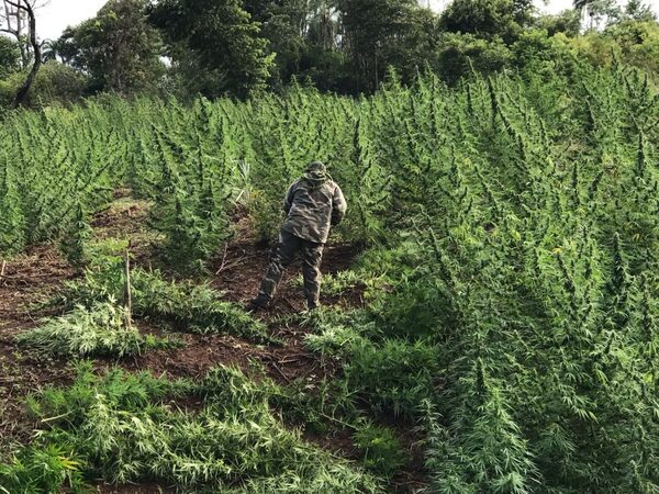 Más de 200 toneladas de marihuana destruidas en operación «Nueva Alianza 49»