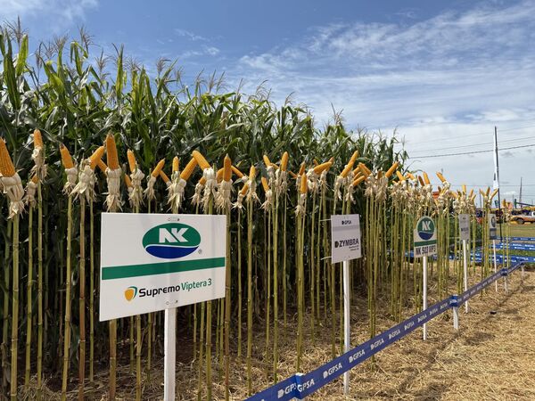 NK Semillas expande su portafolio con nuevos híbridos en Innovar 2025
