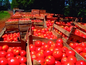Precio del tomate es inestable en nuestro país - Portal Digital Cáritas Universidad Católica