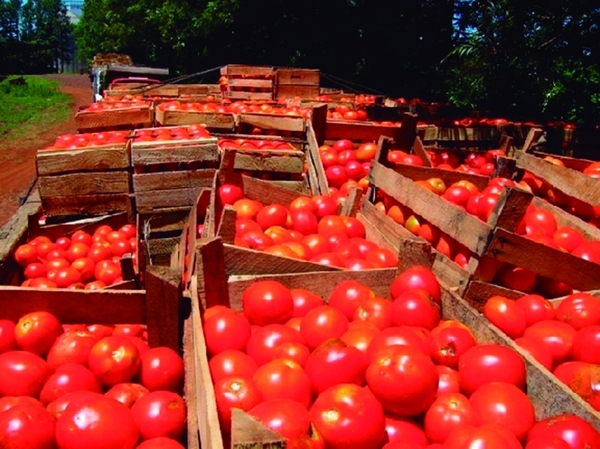 Precio del tomate es inestable en nuestro país - Portal Digital Cáritas Universidad Católica