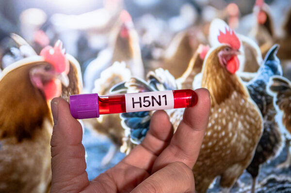 Niña de 3 años es el primer caso humano de Gripe Aviar H5N1 en México - 1000 Noticias
