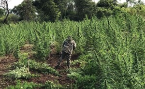 Más de 200 toneladas de marihuana destruidas en operación en PJC