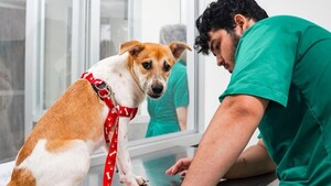 Exitosas jornadas de castración y vacunación de caninos y felinos
