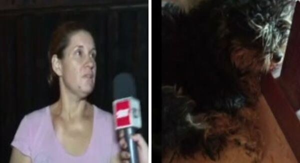 Conductor de plataforma se llevó a una perrita ajena - SNT