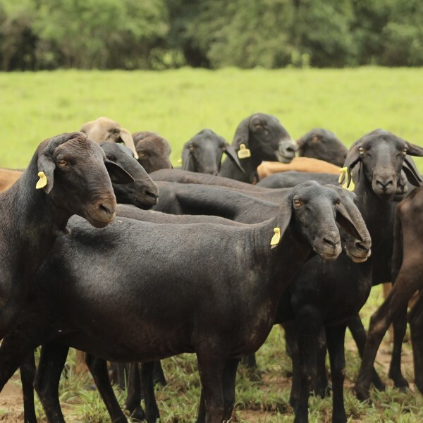 Paraguay exportará cerca de 20 ovinos Santa Inés a Argentina
