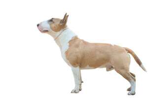 Desmitificando al Bull Terrier, el perro de cabeza ovalada - Mascotas - ABC Color
