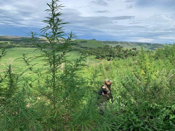 Destruyen en “temporada alta” 89 hectáreas de marihuana en Amambay - Policiales - ABC Color