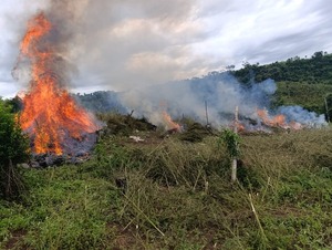 Marihuana para exportación: erradican cultivos equivalentes a 120 estadios - ADN Digital