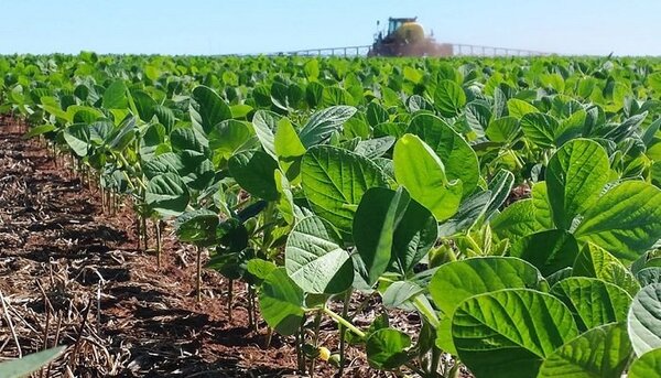 Avanzan las acciones para el lanzamiento de un gen con resistencia al estrés hídrico