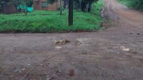 Perrito murió electrocutado al querer morder un cable suelto