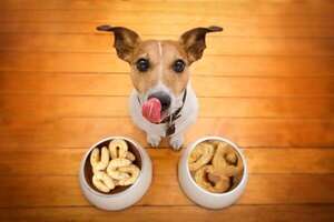Semana Santa: ¿qué pasa si le doy chipa a mi perro o gato? - Mascotas - ABC Color
