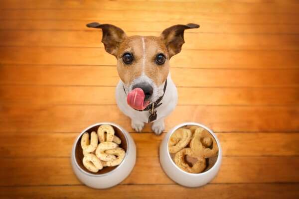 Semana Santa: ¿qué pasa si le doy chipa a mi perro o gato? - Mascotas - ABC Color
