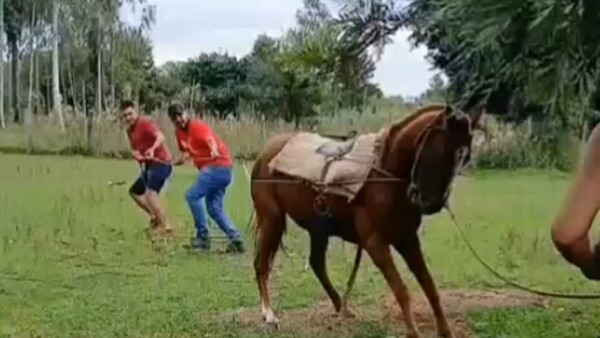 Entre varios hombres golpean salvajemente a un caballo en Yabebyry