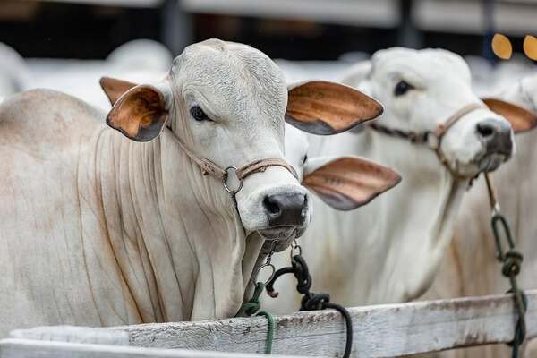 La Expo Canindeyú resalta la presencia de la Nelore con más de 150 animales en pista