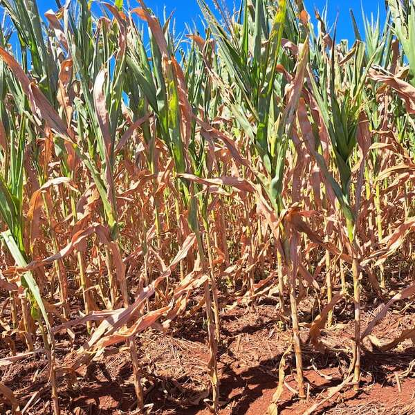 Prevén un abril con escasas lluvias y advierten de riesgo para los cultivos - Economía - ABC Color