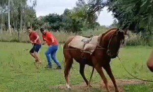 Entre varios hombres golpean salvajemente a un caballo en Yabebyry – Prensa 5