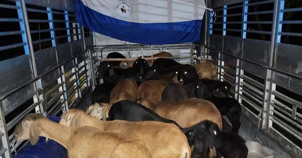 La Nación / Argentina busca mejorar la genética de su hato ovino de la raza Santa Inés con ganado paraguayo