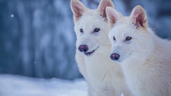 Científicos puntualizan: No es desextinción, sino lobos grises genéticamente modificados