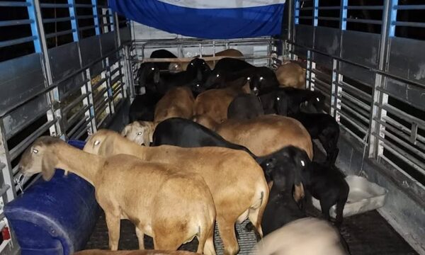 Paraguay exporta ovinos a Argentina