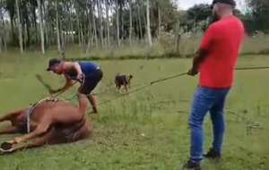 Video: hombres maltratan a un caballo y esto indican desde Defensa Animal - Nacionales - ABC Color