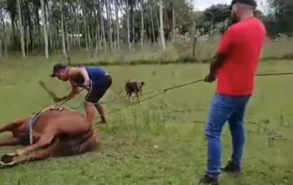 Video: hombres maltratan a un caballo y esto indican desde Defensa Animal - Nacionales - ABC Color