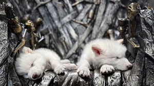 Hito de la ciencia: dan a luz a dos lobos con características de una especie extinta - 1000 Noticias