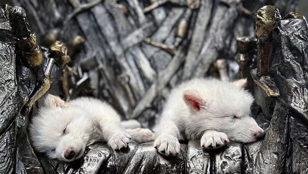 Hito de la ciencia: dan a luz a dos lobos con características de una especie extinta - 1000 Noticias