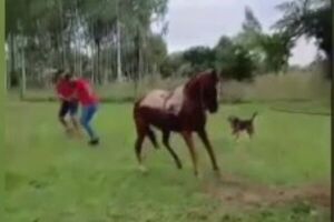 Indignación por maltrato a caballo en Yabebyry: dueño justificó el hecho como “habitual” - SNT