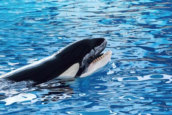 Francia: buscan nuevo hogar para una orca y su cría tras el cierre de un parque - Ciencia - ABC Color