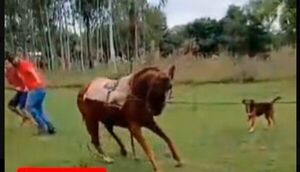 Anuncian que dueño de caballo de carrera maltratado ya cuenta con orden de captura