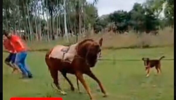 Anuncian que dueño de caballo de carrera maltratado ya cuenta con orden de captura