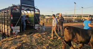 La Nación / Inicia Expo Regional Canindeyú con récord de animales y estricto control sanitario
