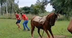 La Nación / Ordenan captura y detención del hombre que golpeó salvajemente a un caballo en Misiones