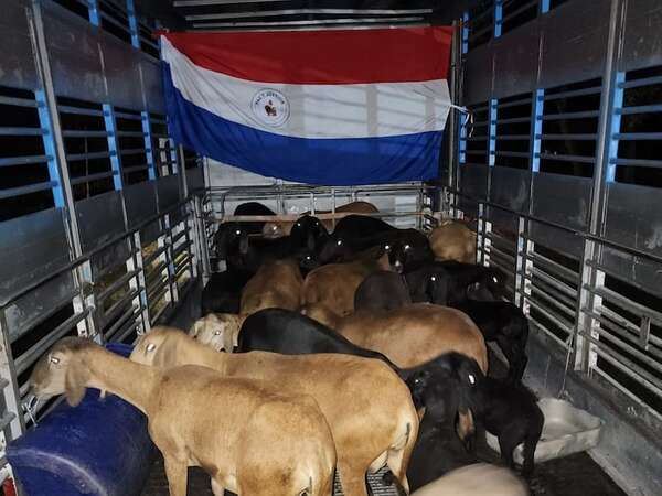 Paraguay concreta nueva exportación de ovinos a Argentina - Economía - ABC Color