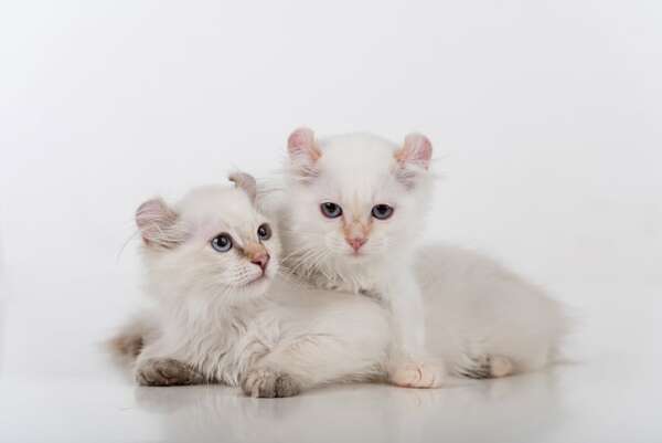 Todo sobre el American Curl, el gato de graciosas orejas hacia atrás - Mascotas - ABC Color