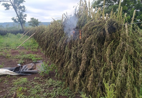Destruyen 54 toneladas de marihuana en Amambay - ADN Digital