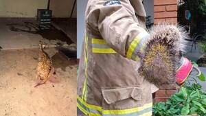 Rescatan a "Bambi" y a su amigo puercoespín