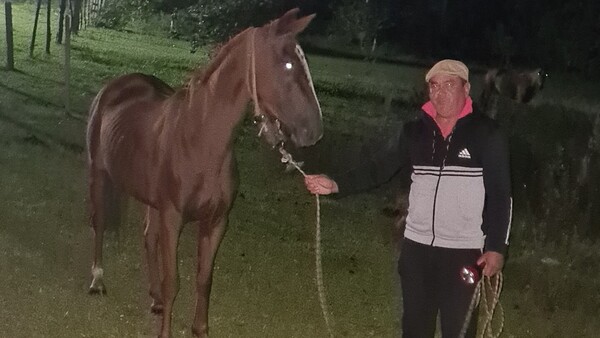 Maltrato animal: Dueño del caballo es detenido por brutal golpiza y buscan a un cómplice