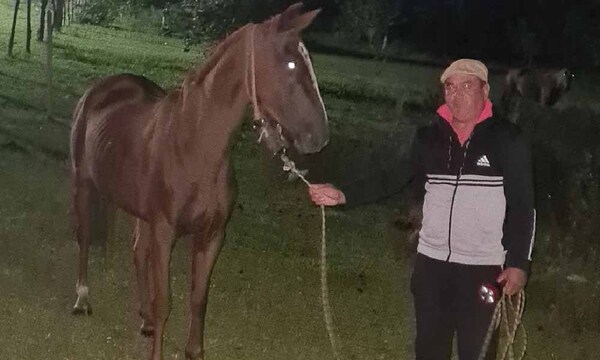 Maltrato animal: Dueño del caballo es detenido por brutal golpiza y buscan a un cómplice – Prensa 5