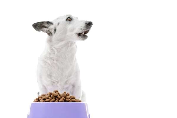 El lenguaje de los perros: señales que estás ignorando y qué quieren decirte - Mascotas - ABC Color